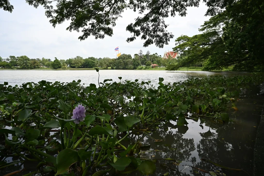 A Huai Yai-i tó reggel, Kelet-Pattaya belső részén